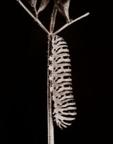 Koch, Fred (1904-1947) "Papilion Machaon on Daucus carota", photograph mounted on cardboard, verso 