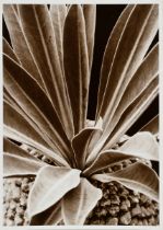 Renger-Patzsch, Albert (1897-1966) "Pflanzenstudie: Euphorbia bupleurifolia", Fotografie auf Pappe