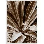 Renger-Patzsch, Albert (1897-1966) "Pflanzenstudie: Euphorbia bupleurifolia", Fotografie auf Pappe 