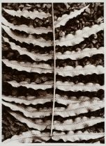 Renger-Patzsch, Albert (1897-1966) "Pflanzenstudie: Farn", Fotografie auf Pappe montiert, verso ges