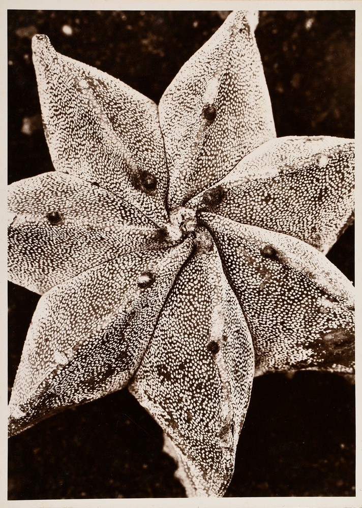 Renger-Patzsch, Albert (1897-1966) 'Plant study', photograph mounted on cardboard, verso stamped, 1