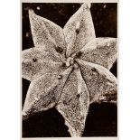 Renger-Patzsch, Albert (1897-1966) 'Plant study', photograph mounted on cardboard, verso stamped, 1