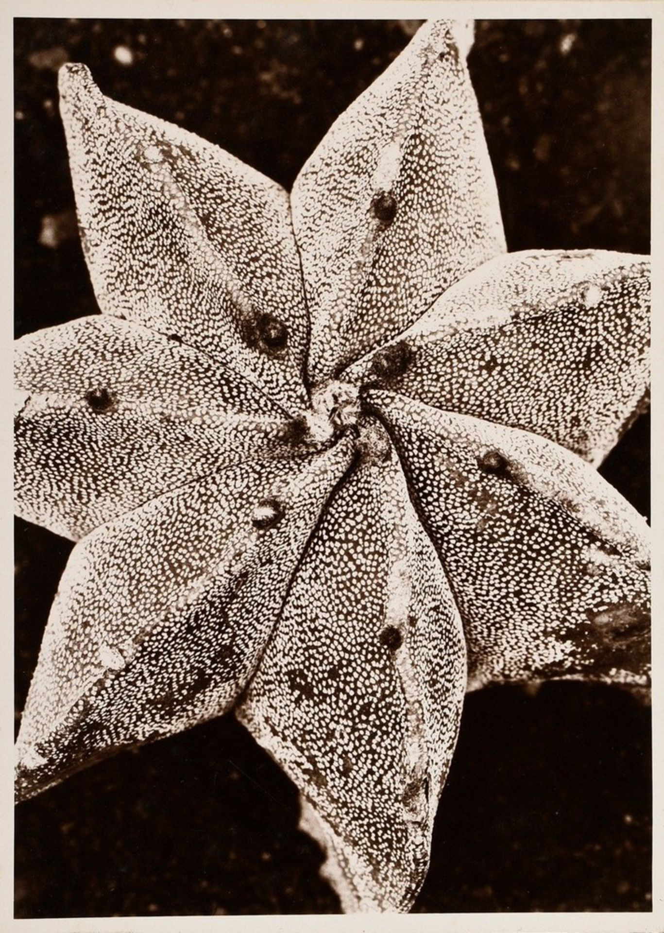 Renger-Patzsch, Albert (1897-1966) "Pflanzenstudie" (wohl Bischofsmütze), Fotografie auf Pappe mont