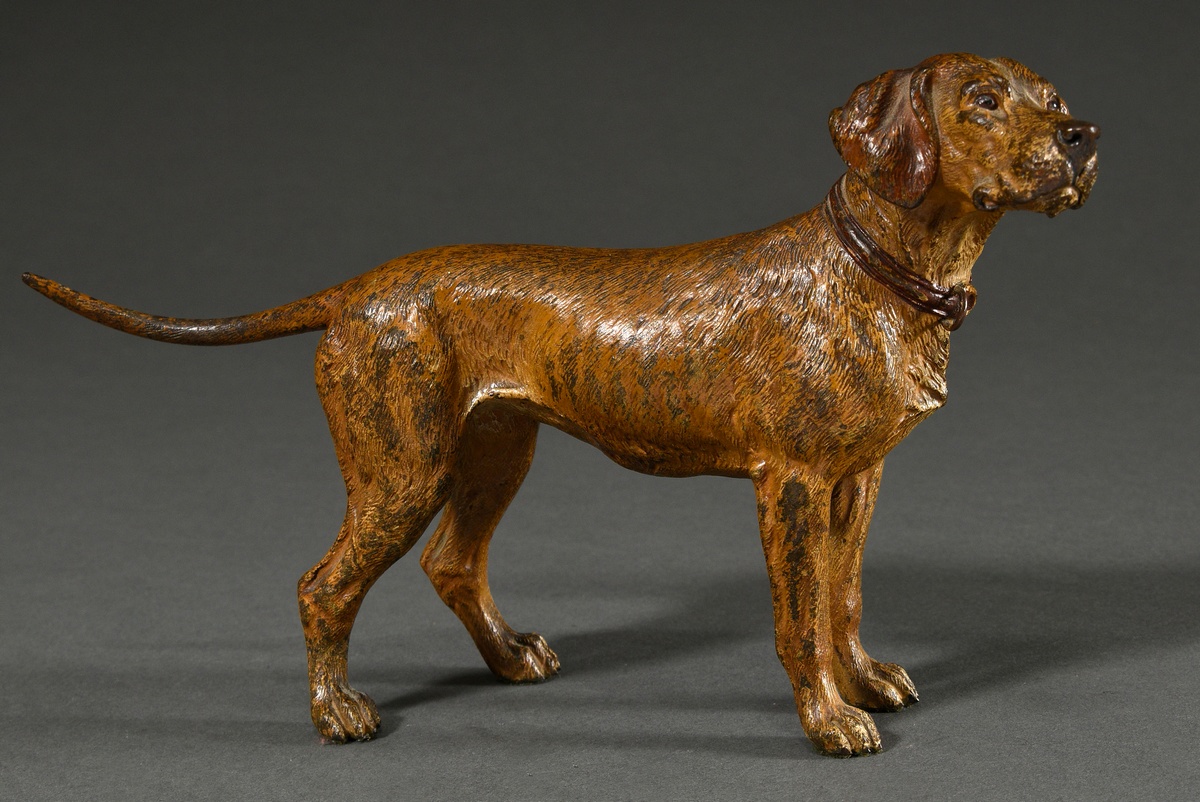 Large Viennese bronze hunting dog "Schweißhund mit Halsband", approx. 1900, marked on belly: "Gesch