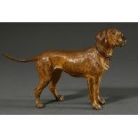 Large Viennese bronze hunting dog "Schweißhund mit Halsband", approx. 1900, marked on belly: "Gesch