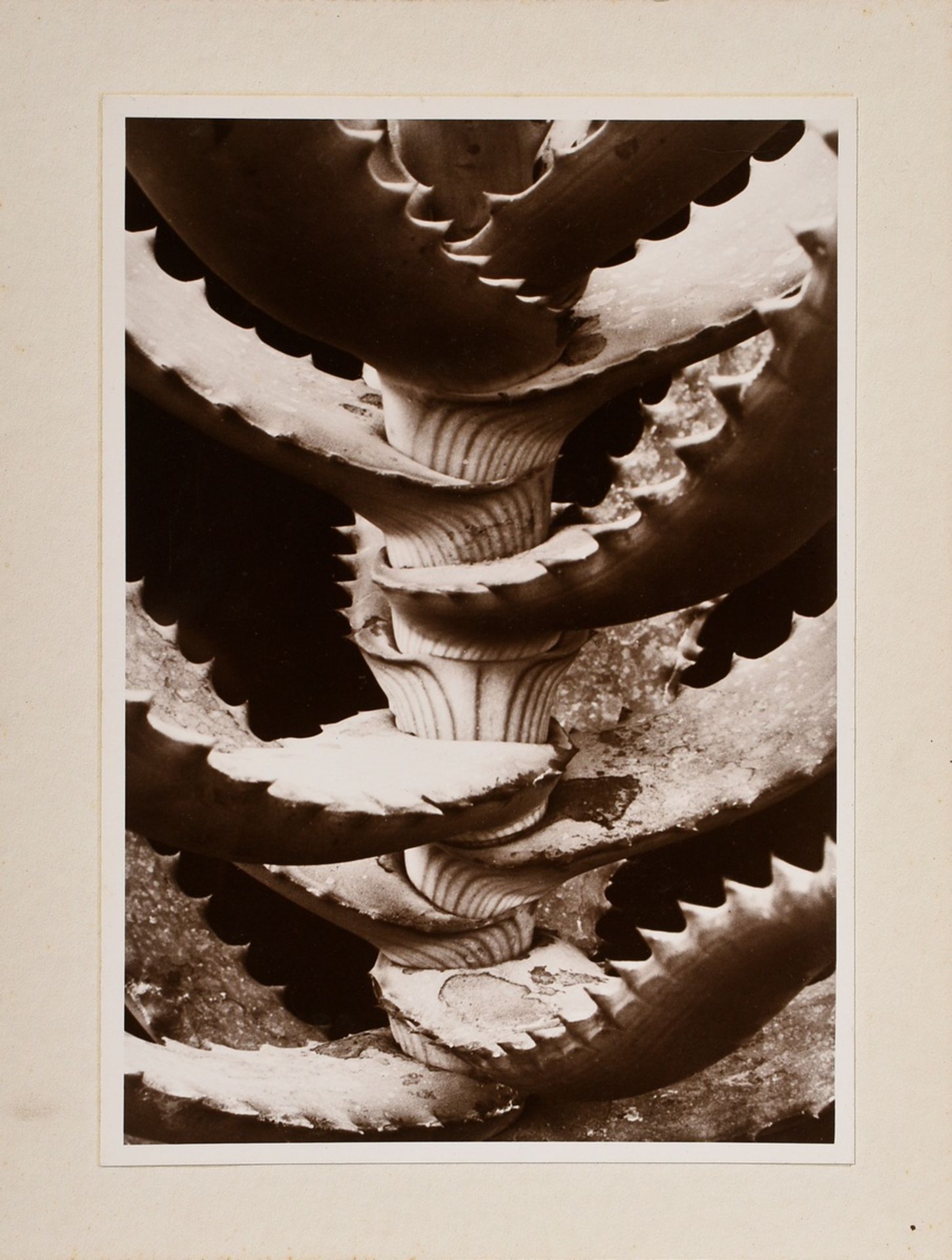 Renger-Patzsch, Albert (1897-1966) 'Plant study' (Aloe), photograph mounted on cardboard, verso sta - Image 2 of 3