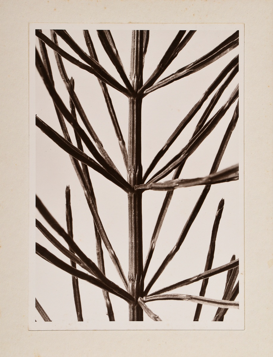Renger-Patzsch, Albert (1897-1966) 'Plant study' (horsetail), photograph mounted on cardboard, vers - Image 2 of 3