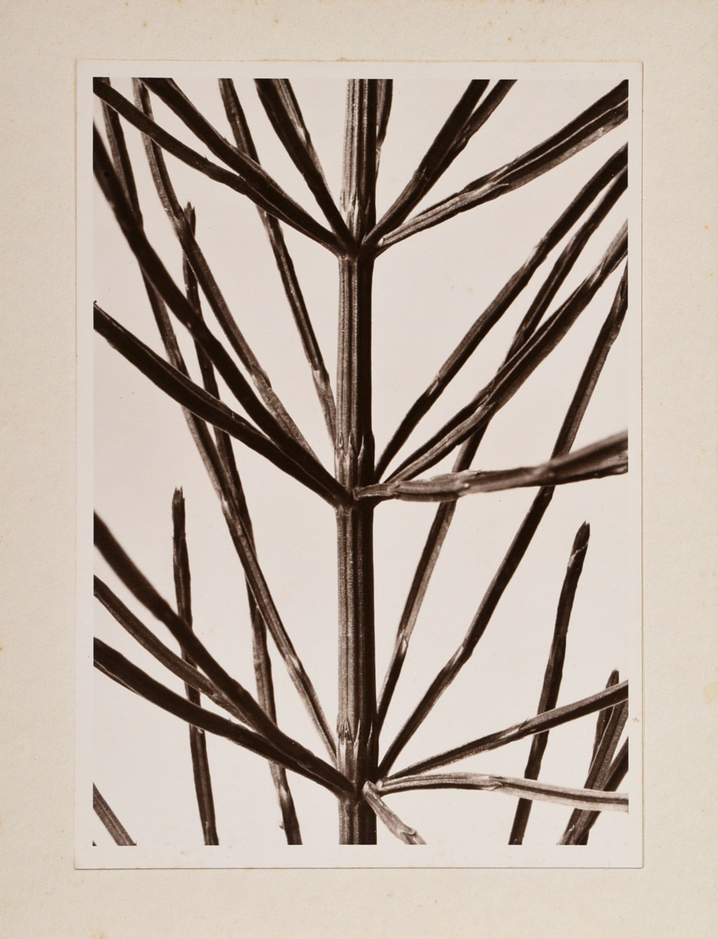 Renger-Patzsch, Albert (1897-1966) "Pflanzenstudie" (Schachtelhalm), Fotografie auf Pappe montiert, - Bild 2 aus 3