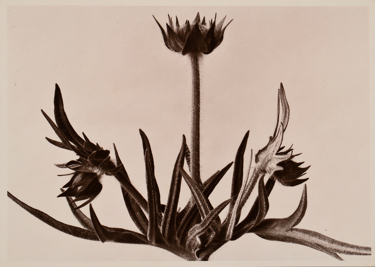 Renger-Patzsch, Albert (1897-1966) 'Plant study', photograph mounted on cardboard, verso stamped, 1