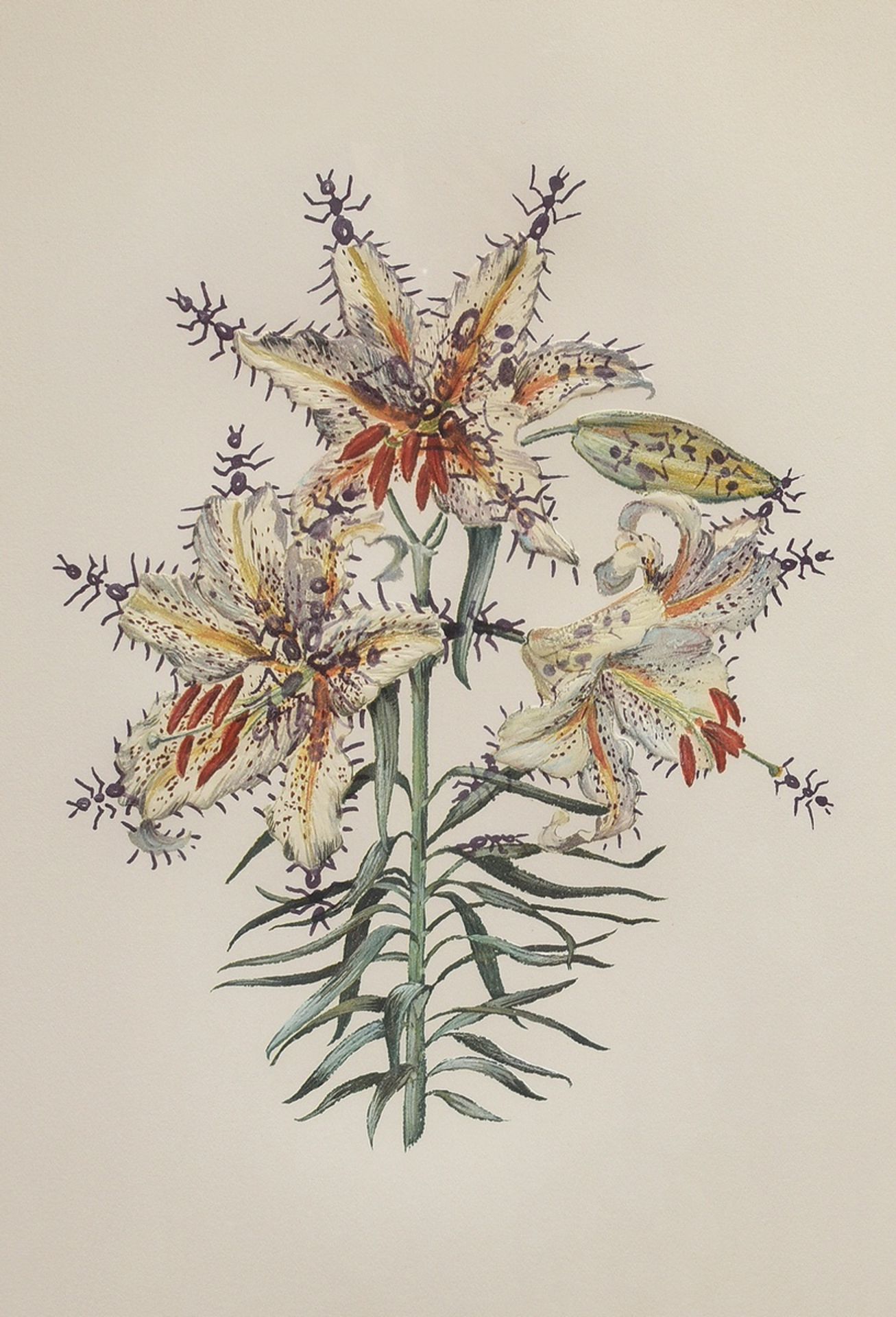 Dali Salvador (1904-1989) "Lilium auratum formicans“, Heliogravure/Prägedruck, u.r. sign., u. bez.,