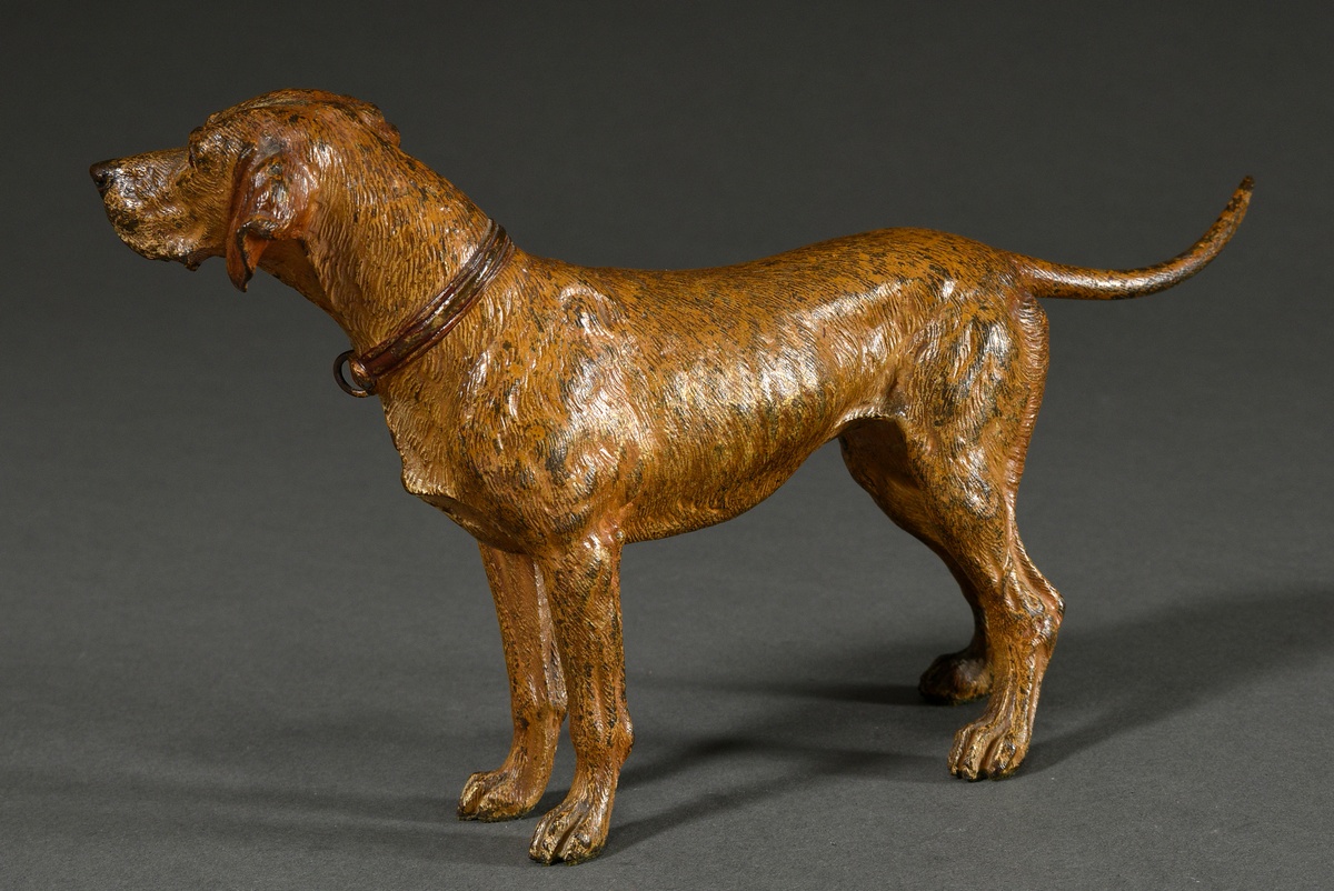 Large Viennese bronze hunting dog "Schweißhund mit Halsband", approx. 1900, marked on belly: "Gesch - Image 2 of 8