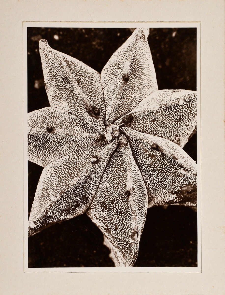 Renger-Patzsch, Albert (1897-1966) 'Plant study', photograph mounted on cardboard, verso stamped, 1 - Image 2 of 3