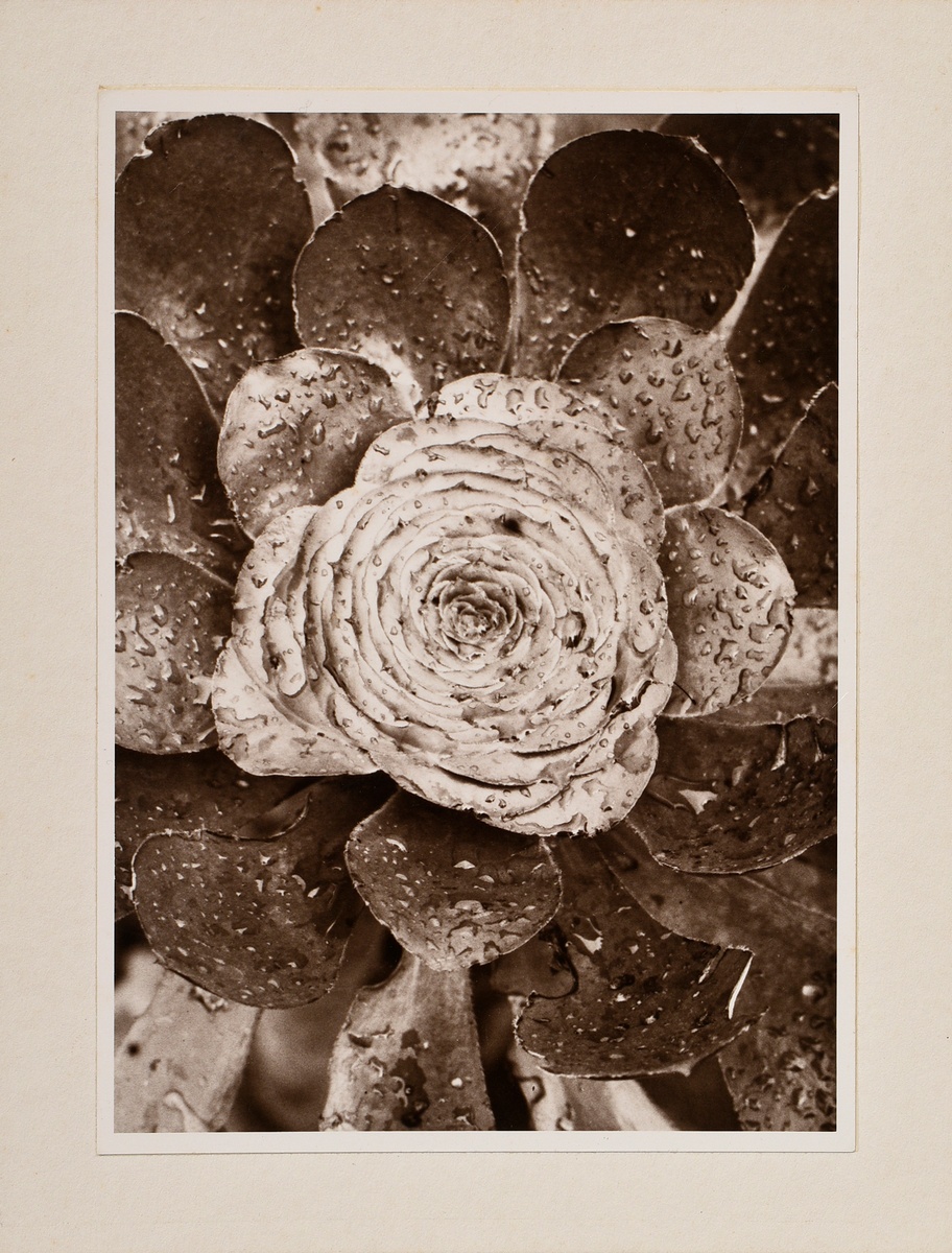 Renger-Patzsch, Albert (1897-1966) 'Plant study', photograph mounted on cardboard, verso stamped, 1 - Image 2 of 3