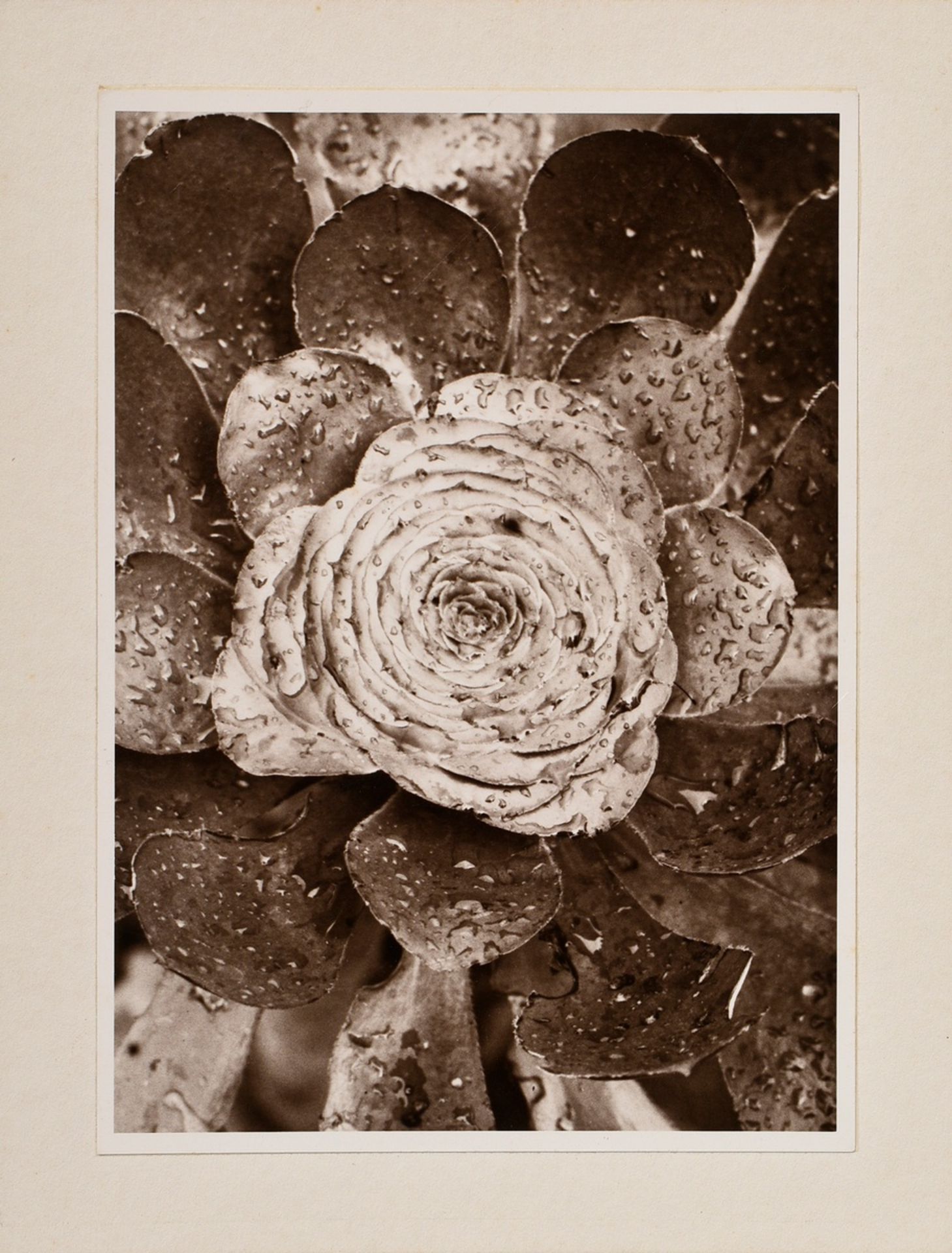 Renger-Patzsch, Albert (1897-1966) "Pflanzenstudie" (wohl Hauswurz), Fotografie auf Pappe montiert, - Bild 2 aus 3