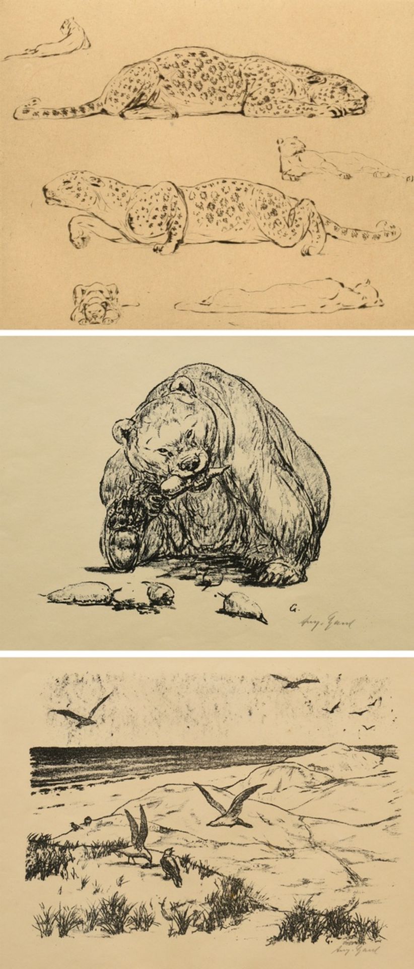 3 Gaul, August (1869-1921): "Fressender Bär" und "Möwen am Strand", Lithographien, je u.r. sign. un