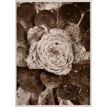 Renger-Patzsch, Albert (1897-1966) 'Plant study', photograph mounted on cardboard, verso stamped, 1