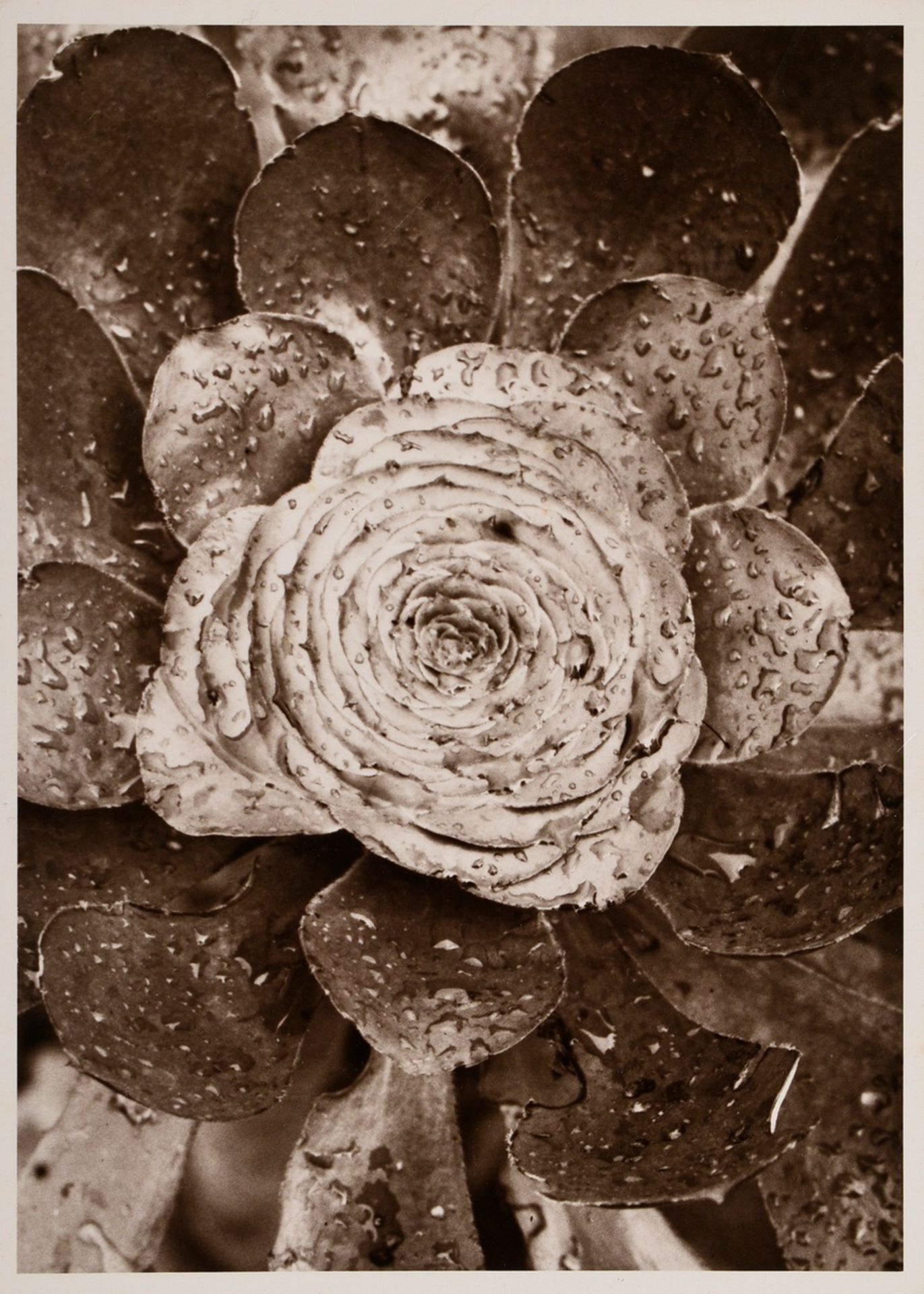 Renger-Patzsch, Albert (1897-1966) "Pflanzenstudie" (wohl Hauswurz), Fotografie auf Pappe montiert,
