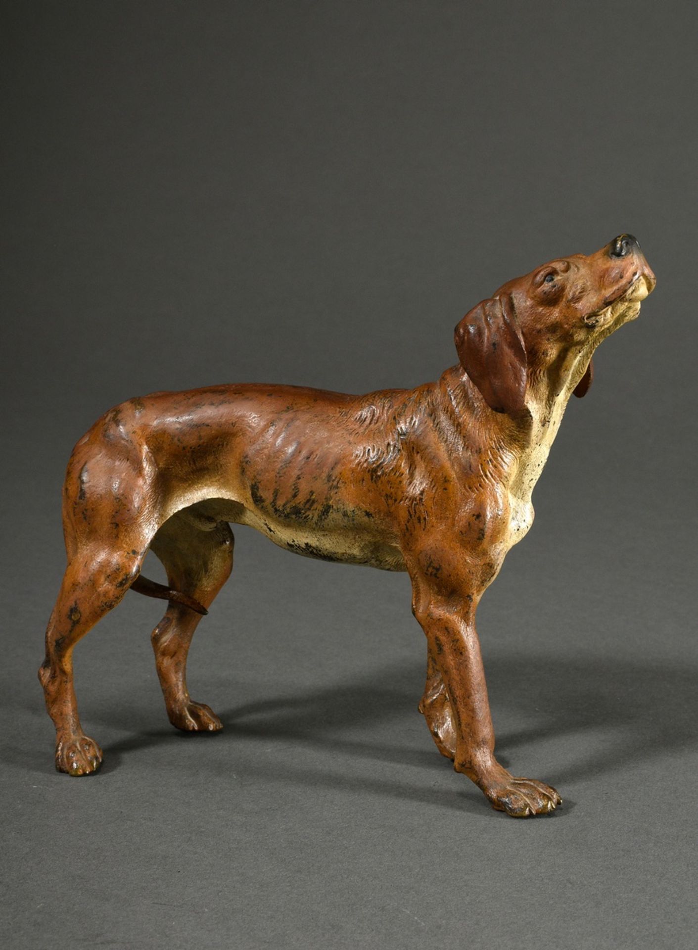 Großer Wiener Bronze Jagdhund "Schweißhund mit eingezogener Rute", um 1900, naturalistisch bemalt, 