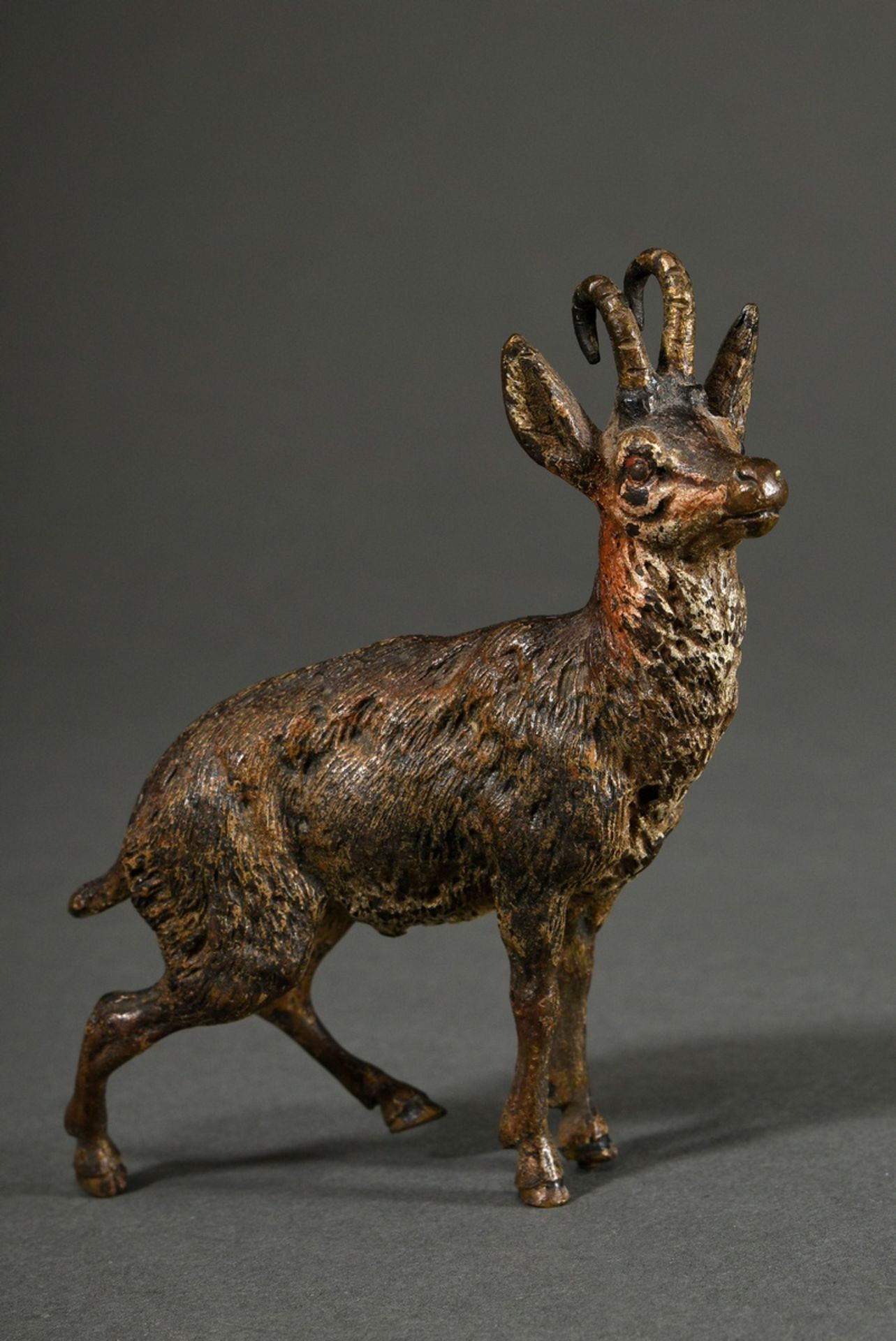 Viennese bronze "Gamsbock", approx. 1900, naturalistically painted, unsigned, 9.3x8.5cm, Provenance