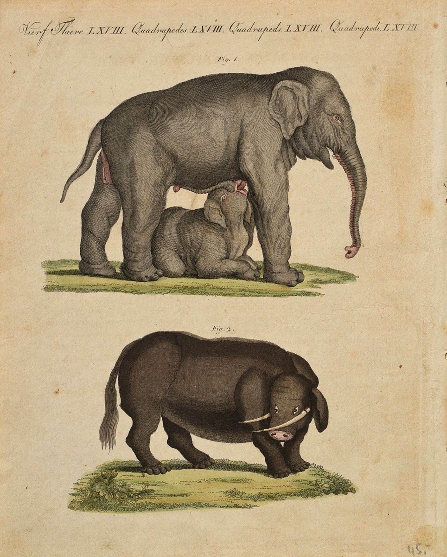 3 Diverse Kupferstiche "Elefanten": 1x aus Mœurs et coutumes des peuples, 1811-1814; 1x nach der Sk - Bild 6 aus 7