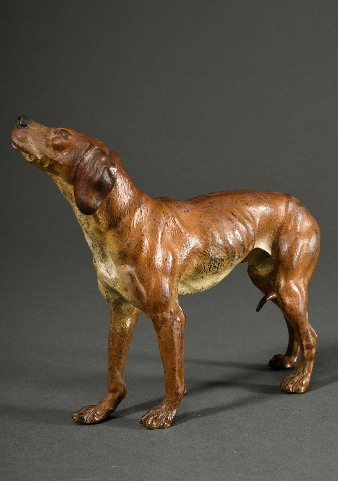 Großer Wiener Bronze Jagdhund "Schweißhund mit eingezogener Rute", um 1900, naturalistisch bemalt,  - Bild 2 aus 5