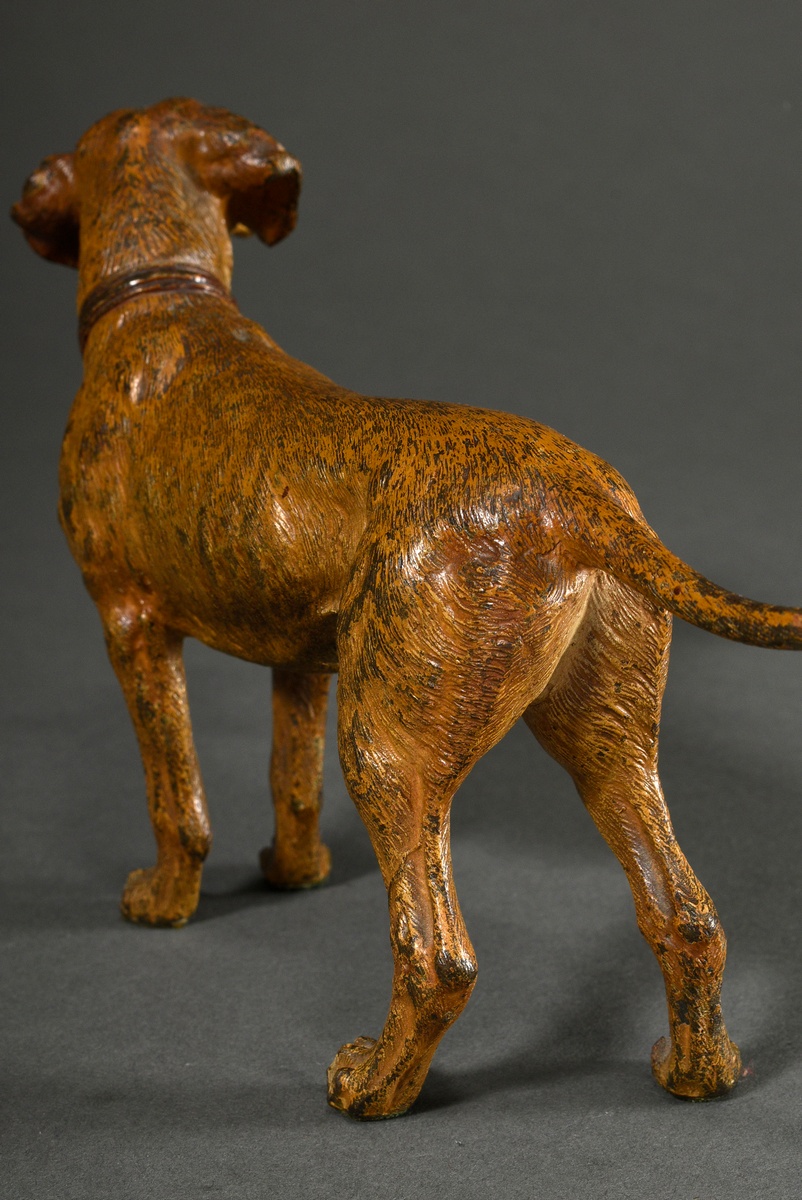 Large Viennese bronze hunting dog "Schweißhund mit Halsband", approx. 1900, marked on belly: "Gesch - Image 3 of 8