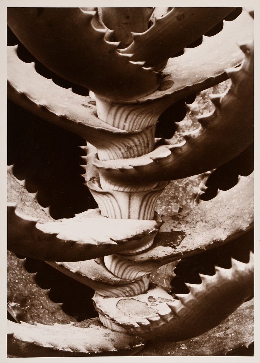 Renger-Patzsch, Albert (1897-1966) 'Plant study' (Aloe), photograph mounted on cardboard, verso sta