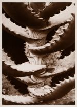 Renger-Patzsch, Albert (1897-1966) "Pflanzenstudie" (Aloe), Fotografie auf Pappe montiert, verso ge