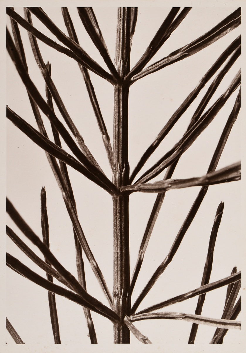 Renger-Patzsch, Albert (1897-1966) 'Plant study' (horsetail), photograph mounted on cardboard, vers