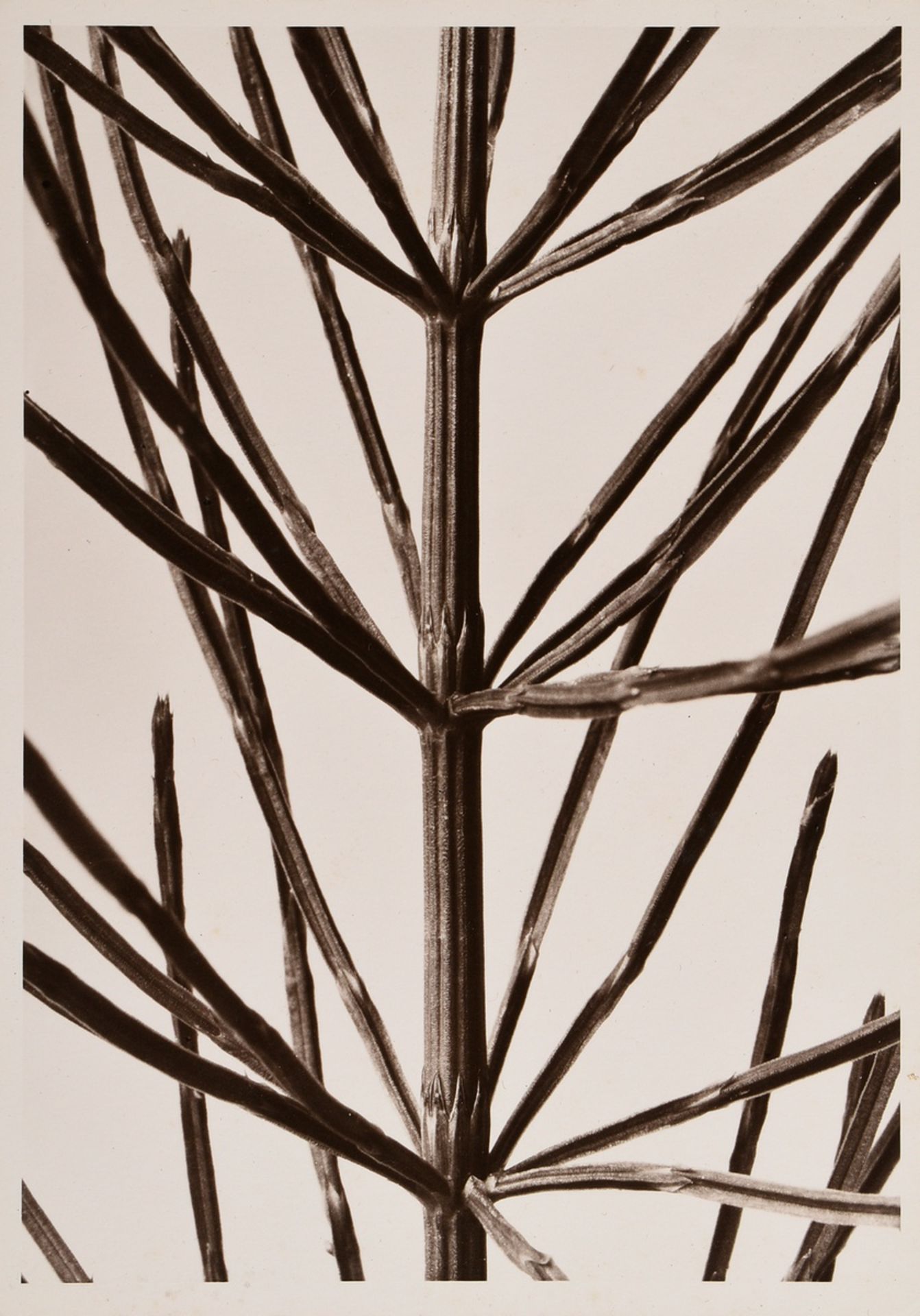 Renger-Patzsch, Albert (1897-1966) "Pflanzenstudie" (Schachtelhalm), Fotografie auf Pappe montiert,
