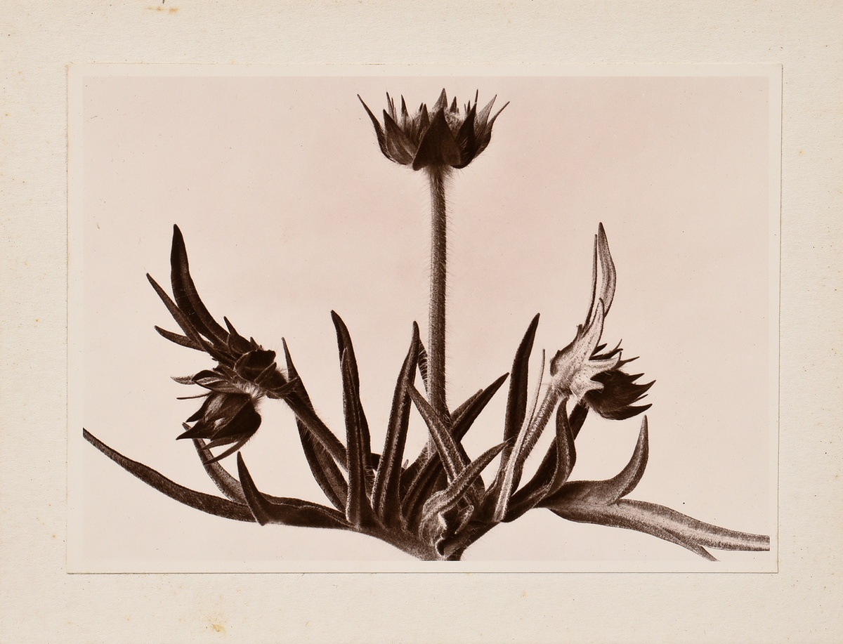 Renger-Patzsch, Albert (1897-1966) 'Plant study', photograph mounted on cardboard, verso stamped, 1 - Image 2 of 3