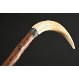 Hunting stick with warthog tusk handle and braided silver wire cuff, long peace of