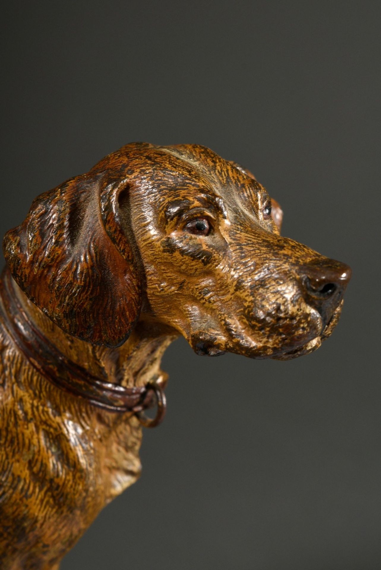 Großer Wiener Bronze Jagdhund "Schweißhund mit Halsband", um 1900, am Bauch bez.: "Geschützt", wohl - Bild 4 aus 8