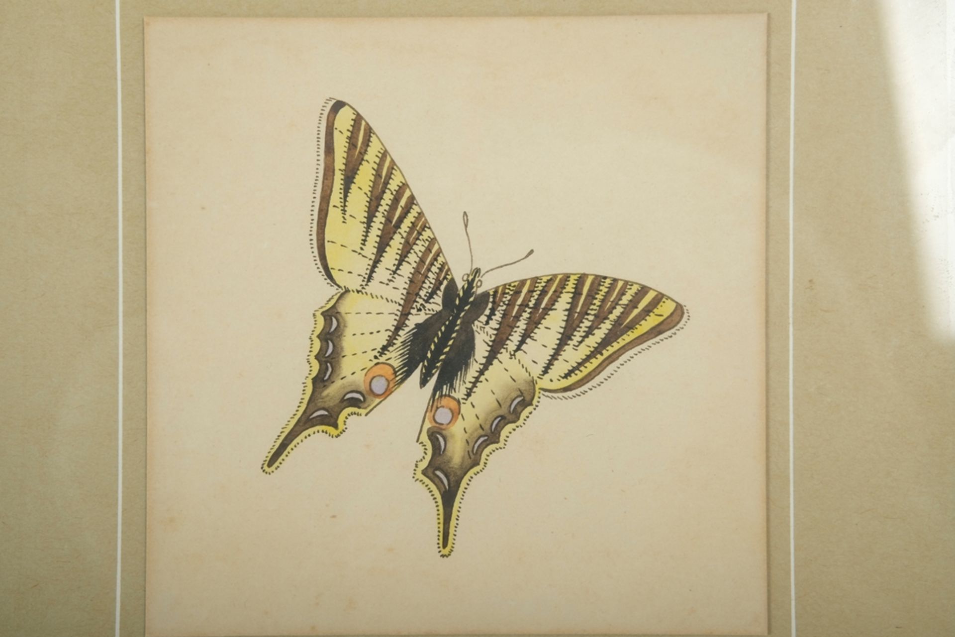 MAJOLIKA "Schwalbenschwanz", Aquarell. Schwalbenschwanz-Schmetterling, Vorlagen-Zeichnung für die K