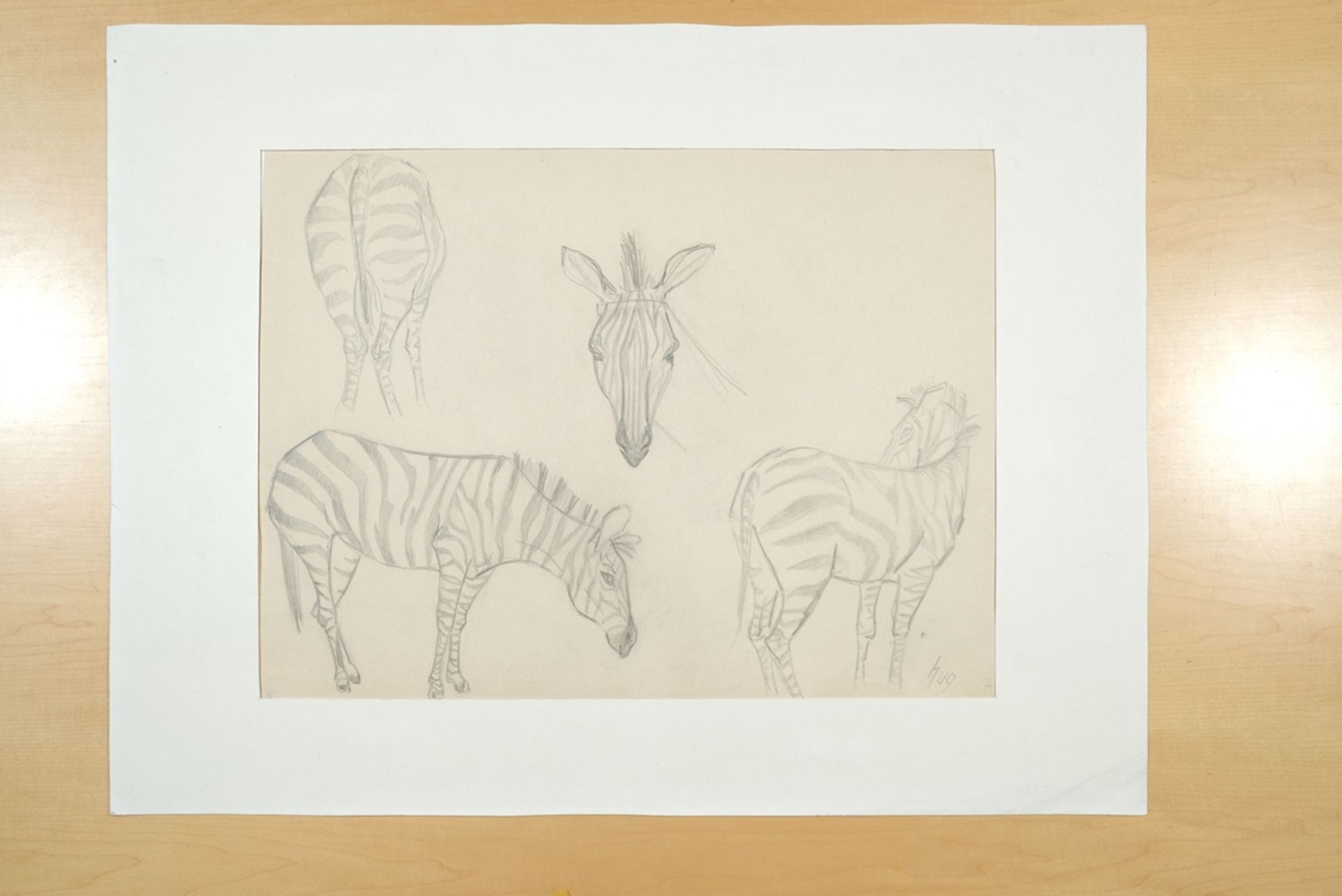 Hug, Fritz (1921-1989) Zebra studies, pencil drawing. Various perspectives of zebras.  - Image 2 of 4