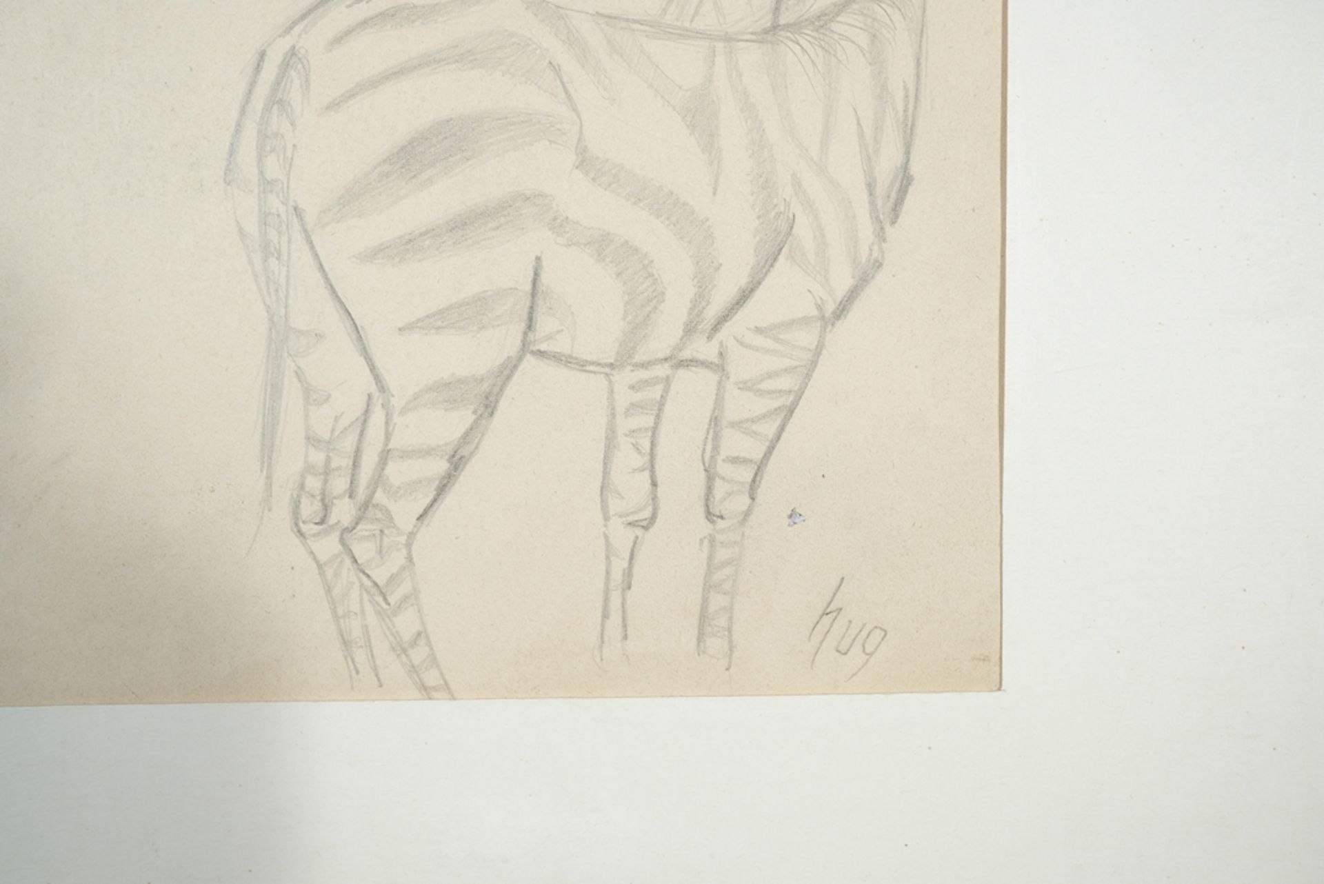 Hug, Fritz (1921-1989) Zebra studies, pencil drawing. Various perspectives of zebras.  - Image 3 of 4