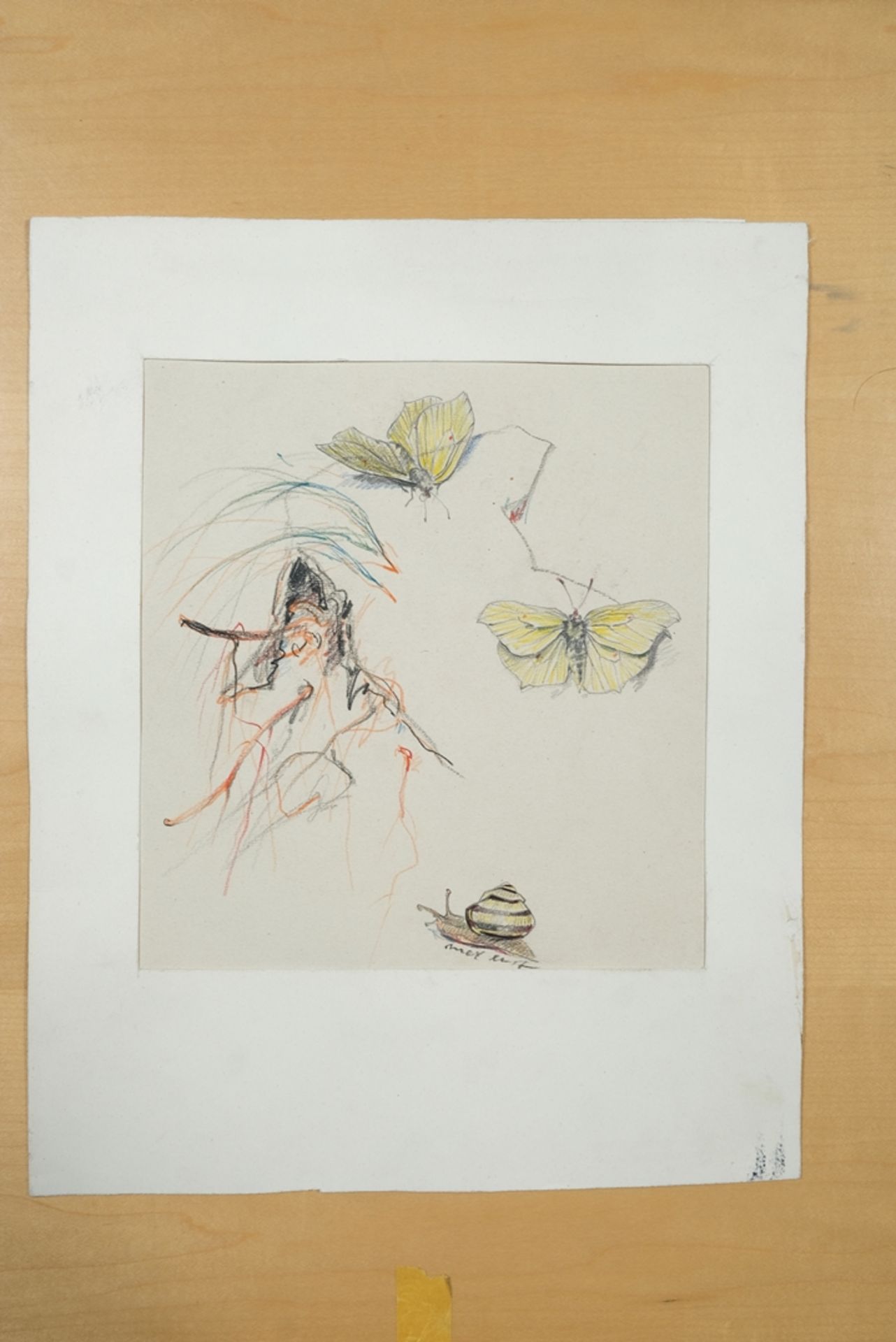 Unbekannt (20. Jahrhundert) Schmetterlinge und Schnecken, Farbzeichnung auf Papier.  - Bild 2 aus 3