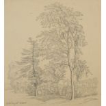 Zünd, Robert (1827-1909) Bäume, 1865, Bleistiftzeichnung auf Papier. 