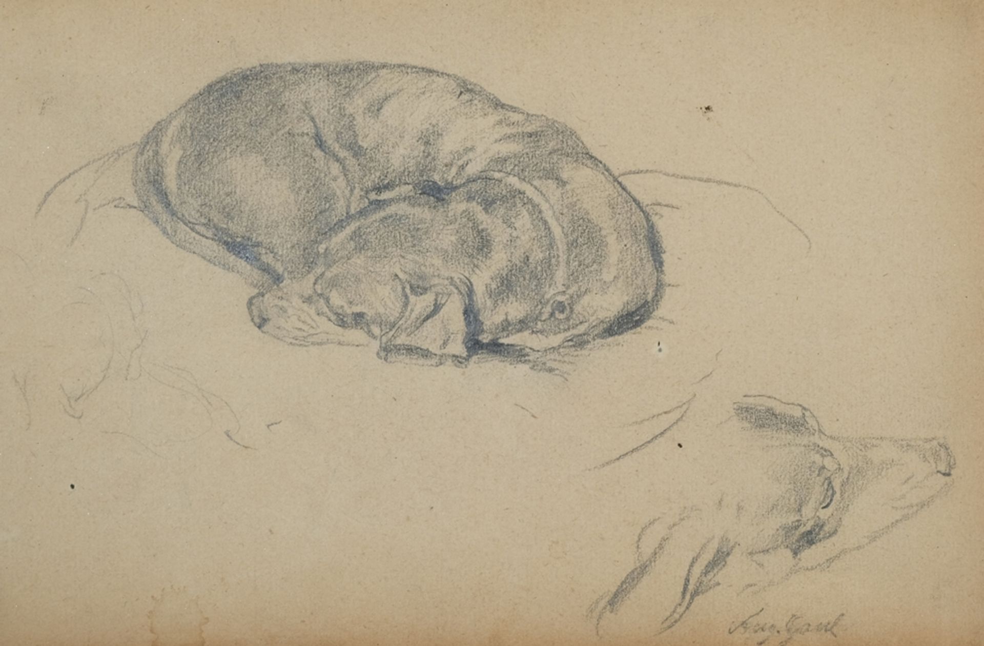Gaul, Georg August (1869-1921) Hunde Studie, Bleistiftzeichnung auf Papier. 