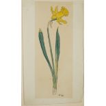 Kley, Heinrich (1863-1945) Narcissus, watercolour on paper. 