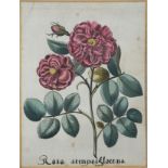 Besler, Basilius (1561-1629), "Rosa Semperflorens", copperplate engraving mounted on cardboard. Dep