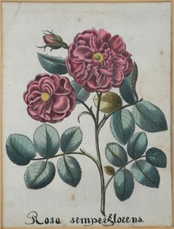 Besler, Basilius (1561-1629), "Rosa Semperflorens", Kupferstich auf Karton aufgezogen. Darstellung 