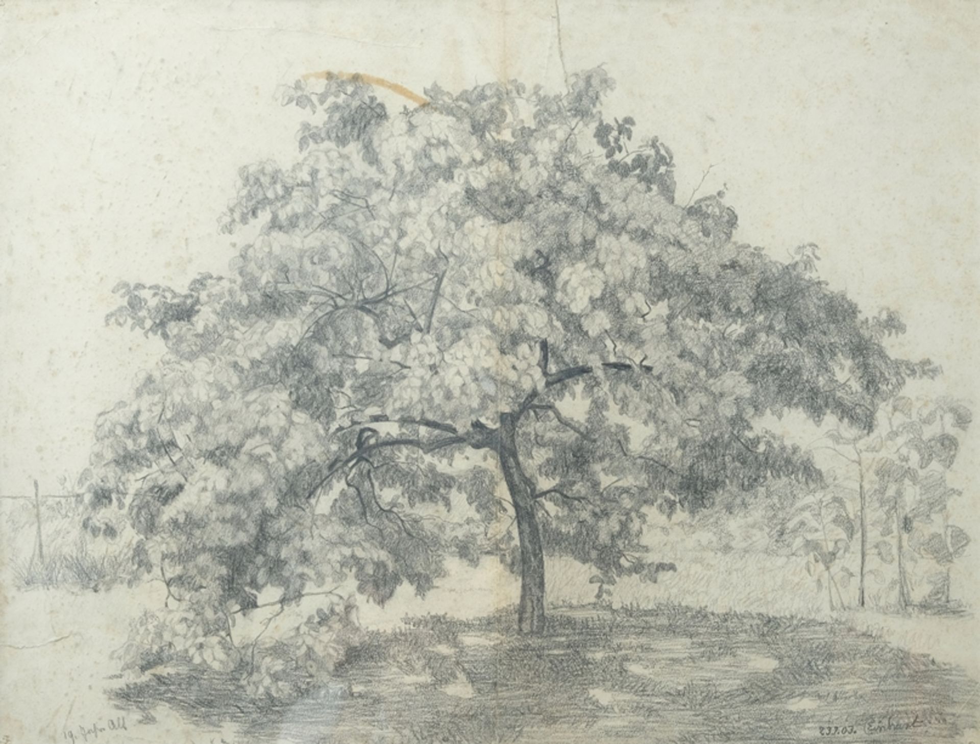 Einhart (20. Jahrhundert) Baum, Bleistiftzeichnung auf Papier, 2003.