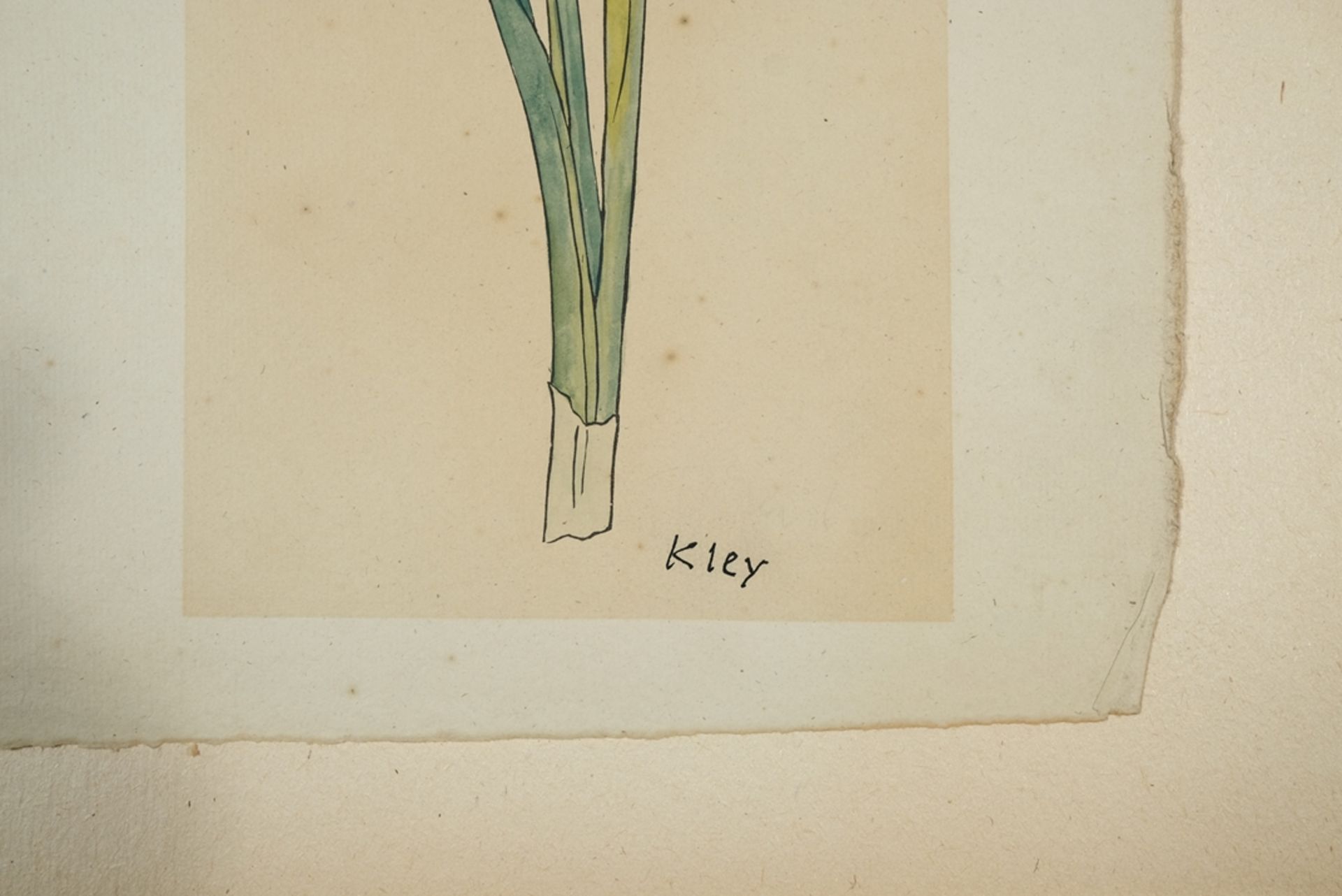 Kley, Heinrich (1863-1945) Narzisse, Aquarell auf Papier.  - Bild 2 aus 2