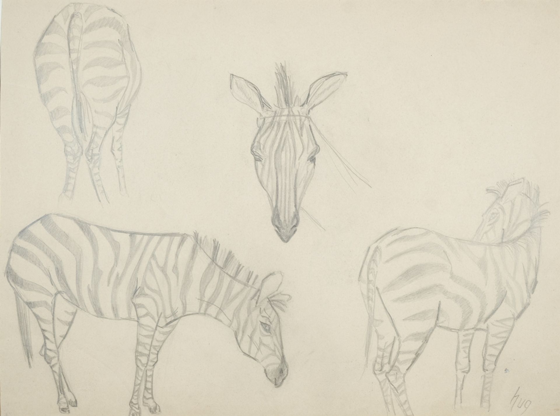 Hug, Fritz (1921-1989) Zebra studies, pencil drawing. Various perspectives of zebras. 