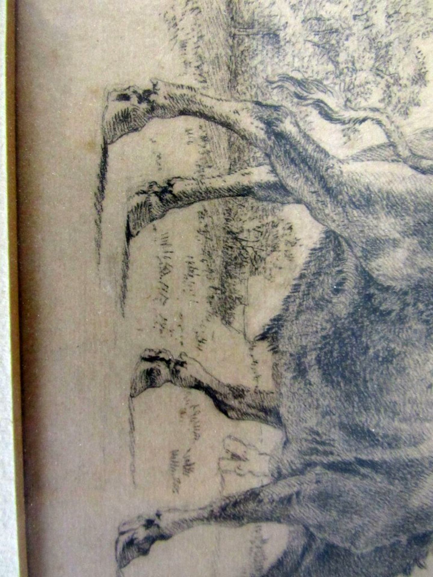 Zeichnung rÃ¼ckseitig betitelt Stiere - Image 6 of 7