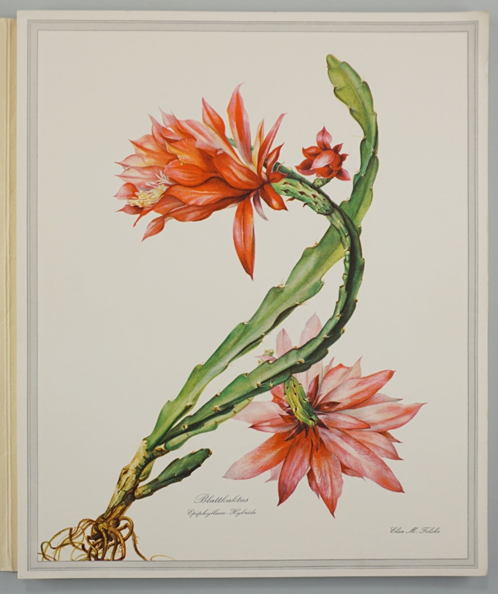Blüten und Blumen, 36 Reproduktionen der besten Arbeiten von Elsa M. Felsko, Ende 20.Jh., o.Jz. - Image 2 of 2
