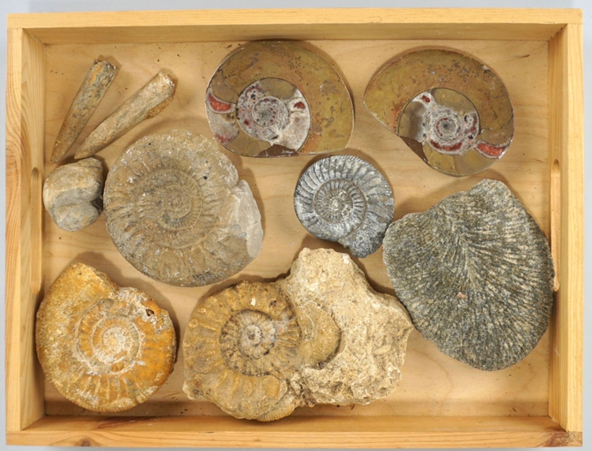 10-tlg. Konvolut Fossilien, überwiegend Ammonite