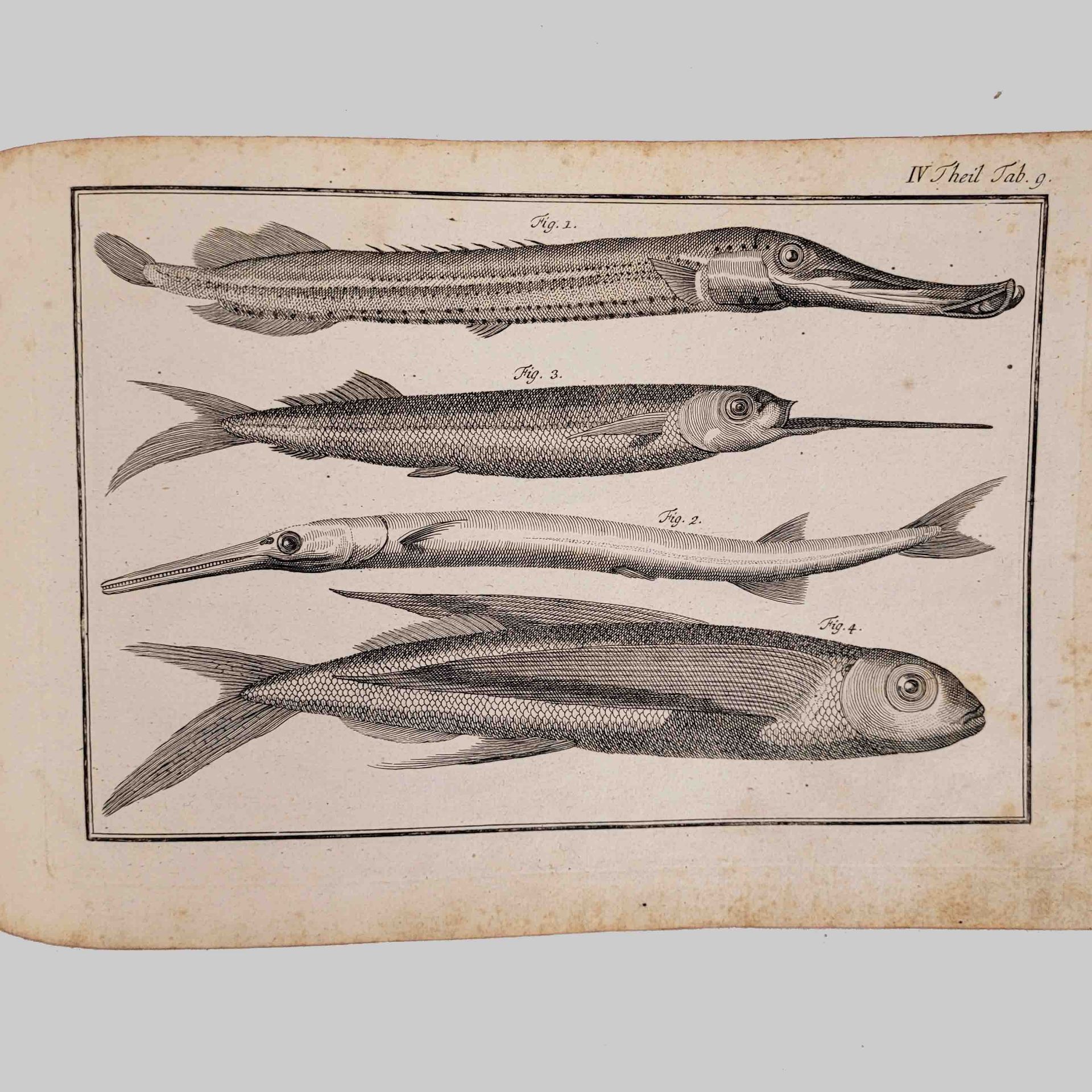 Sammelband der Abbildungen zu Linné, Natursystem - Image 4 of 5