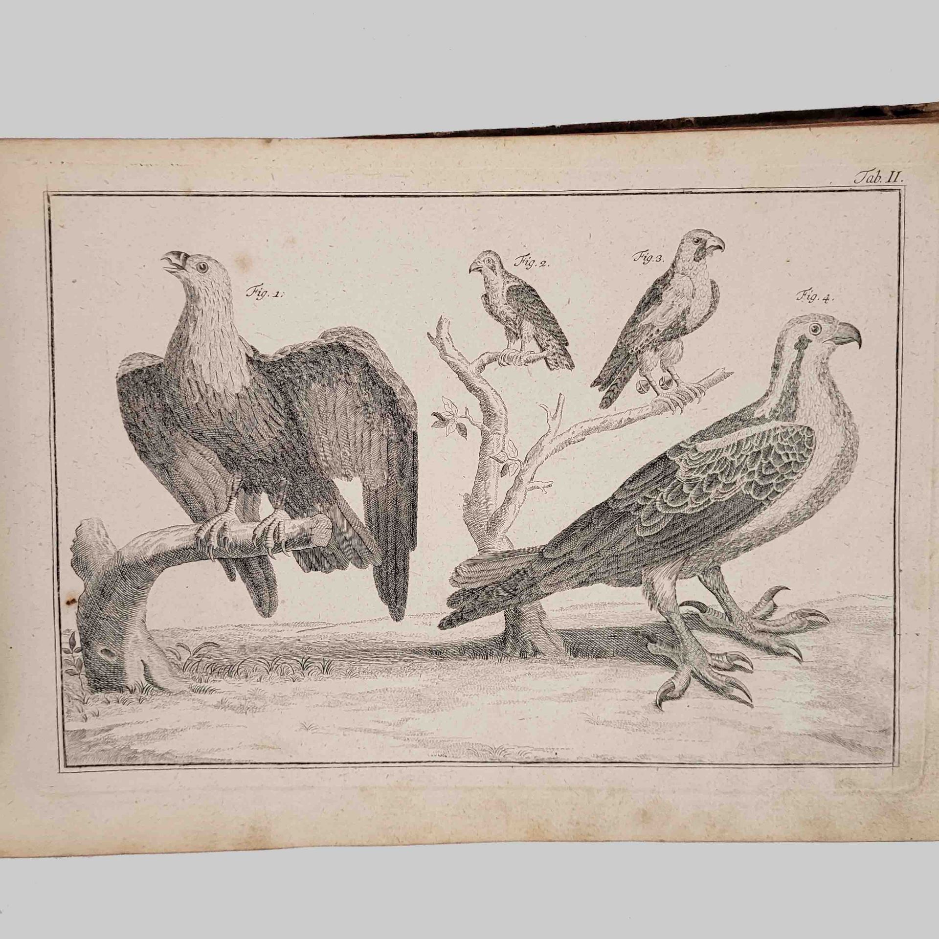 Sammelband der Abbildungen zu Linné, Natursystem - Image 3 of 5